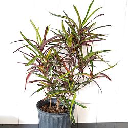 Croton 'Zanzibar' Croton 'Zanzibar'