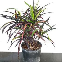 Croton 'Zanzibar' Croton 'Zanzibar'