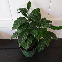 Arabica Coffee Arabica Coffee