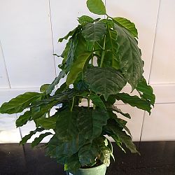 Arabica Coffee Arabica Coffee