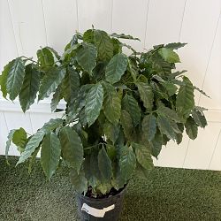 Arabica Coffee Arabica Coffee