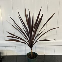 Cordyline 'Red Sensation' Cordyline 'Red Sensation'