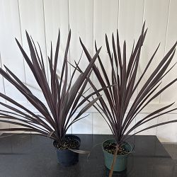 Cordyline 'Red Sensation' Cordyline 'Red Sensation'