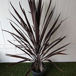 Cordyline 'Red Sensation' Cordyline 'Red Sensation'