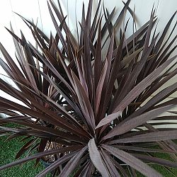 Cordyline 'Red Sensation' Cordyline 'Red Sensation'