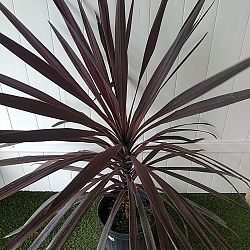 Cordyline 'Red Sensation' Cordyline 'Red Sensation'