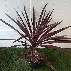 Cordyline 'Red Sensation' Cordyline 'Red Sensation'