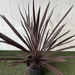 Cordyline 'Red Sensation' Cordyline 'Red Sensation'