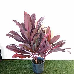 Cordyline fruticosa 'Auntie Lou' Cordyline fruticosa 'Auntie Lou'