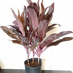 Cordyline fruticosa 'Auntie Lou' Cordyline fruticosa 'Auntie Lou'