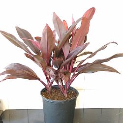 Cordyline fruticosa 'Auntie Lou' Cordyline fruticosa 'Auntie Lou'