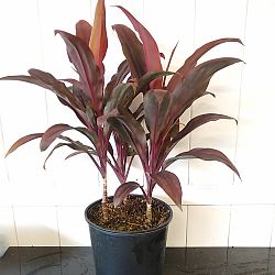 Cordyline fruticosa 'Auntie Lou' Cordyline fruticosa 'Auntie Lou'