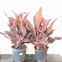 Cordyline fruticosa 'Auntie Lou' Cordyline fruticosa 'Auntie Lou'