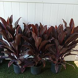 Cordyline fruticosa 'Auntie Lou' Cordyline fruticosa 'Auntie Lou'