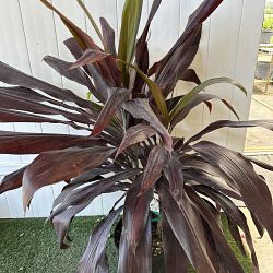 Cordyline fruticosa 'Black Magic' Cordyline fruticosa 'Black Magic'