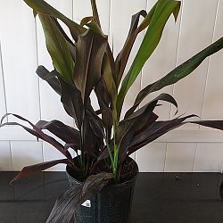 Cordyline fruticosa 'Black Magic' Cordyline fruticosa 'Black Magic'