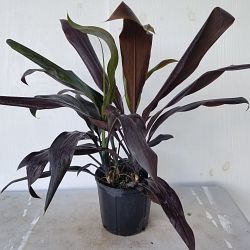 Cordyline fruticosa 'Black Magic' Cordyline fruticosa 'Black Magic'