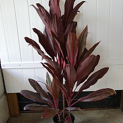 Cordyline fruticosa 'Dr. Frank Brown', Ti Plant, Cordyline terminalis, Dracaena terminalis Cordyline fruticosa 'Dr. Frank Brown', Ti Plant, Cordyline terminalis, Dracaena terminalis