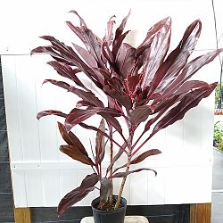 Cordyline fruticosa 'Dr. Frank Brown', Ti Plant, Cordyline terminalis, Dracaena terminalis Cordyline fruticosa 'Dr. Frank Brown', Ti Plant, Cordyline terminalis, Dracaena terminalis
