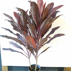 Cordyline fruticosa 'Dr. Frank Brown', Ti Plant, Cordyline terminalis, Dracaena terminalis Cordyline fruticosa 'Dr. Frank Brown', Ti Plant, Cordyline terminalis, Dracaena terminalis