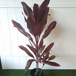 Cordyline fruticosa 'Dr. Frank Brown', Ti Plant, Cordyline terminalis, Dracaena terminalis Cordyline fruticosa 'Dr. Frank Brown', Ti Plant, Cordyline terminalis, Dracaena terminalis