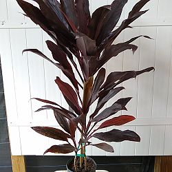 Cordyline fruticosa 'Dr. Frank Brown', Ti Plant, Cordyline terminalis, Dracaena terminalis Cordyline fruticosa 'Dr. Frank Brown', Ti Plant, Cordyline terminalis, Dracaena terminalis