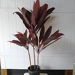 Cordyline fruticosa 'Dr. Frank Brown', Ti Plant, Cordyline terminalis, Dracaena terminalis Cordyline fruticosa 'Dr. Frank Brown', Ti Plant, Cordyline terminalis, Dracaena terminalis