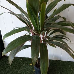 Cordyline fruticosa 'Pink Diamond' Cordyline fruticosa 'Pink Diamond'