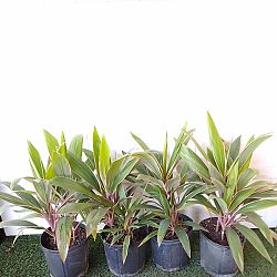 Cordyline fruticosa 'Pink Diamond' Cordyline fruticosa 'Pink Diamond'