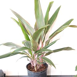 Cordyline fruticosa 'Pink Diamond' Cordyline fruticosa 'Pink Diamond'