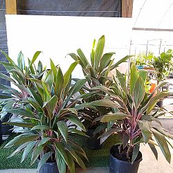 Cordyline fruticosa 'Pink Diamond' Cordyline fruticosa 'Pink Diamond'
