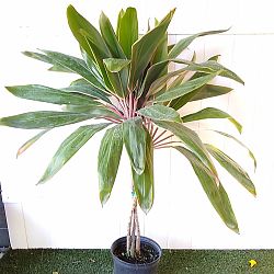 Cordyline fruticosa 'Pink Diamond' Cordyline fruticosa 'Pink Diamond'