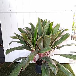 Cordyline fruticosa 'Pink Diamond' Cordyline fruticosa 'Pink Diamond'