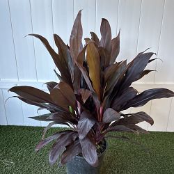 Cordyline fruticosa 'Red Sister', Ti Plant, Cordyline terminalis Cordyline fruticosa 'Red Sister', Ti Plant, Cordyline terminalis