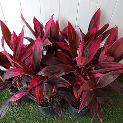 Cordyline fruticosa 'Red Sister', Ti Plant, Cordyline terminalis Cordyline fruticosa 'Red Sister', Ti Plant, Cordyline terminalis
