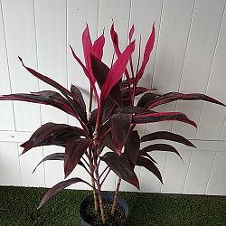 Cordyline fruticosa 'Red Sister', Ti Plant, Cordyline terminalis Cordyline fruticosa 'Red Sister', Ti Plant, Cordyline terminalis