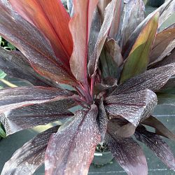 Cordyline fruticosa 'Red Sister', Ti Plant, Cordyline terminalis Cordyline fruticosa 'Red Sister', Ti Plant, Cordyline terminalis