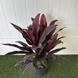 Cordyline fruticosa 'Red Sister', Ti Plant, Cordyline terminalis Cordyline fruticosa 'Red Sister', Ti Plant, Cordyline terminalis