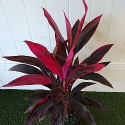 Cordyline fruticosa 'Red Sister', Ti Plant, Cordyline terminalis Cordyline fruticosa 'Red Sister', Ti Plant, Cordyline terminalis
