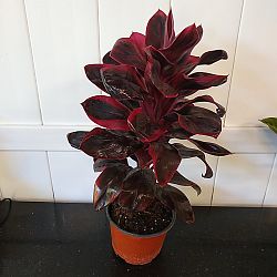Cordyline fruticosa 'Ruby' Cordyline fruticosa 'Ruby'