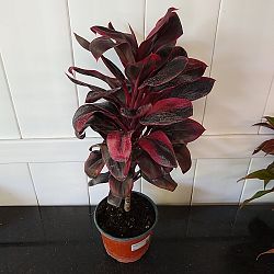 Cordyline fruticosa 'Ruby' Cordyline fruticosa 'Ruby'