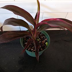 Cordyline fruticosa 'Ruby' Cordyline fruticosa 'Ruby'