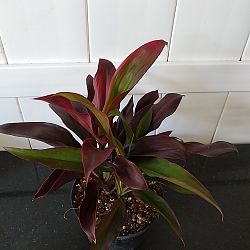 Cordyline fruticosa 'Ruby' Cordyline fruticosa 'Ruby'