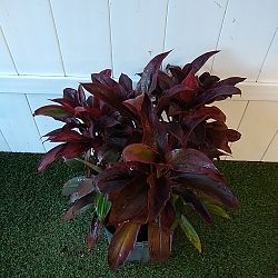 Cordyline fruticosa 'Ruby' Cordyline fruticosa 'Ruby'