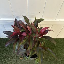 Cordyline fruticosa 'Ruby' Cordyline fruticosa 'Ruby'