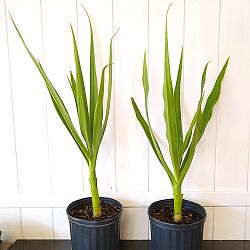 Crinum Lily Crinum Lily