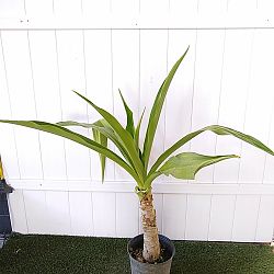 Crinum Lily Crinum Lily
