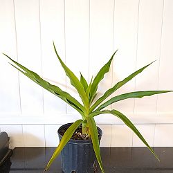 Crinum Lily Crinum Lily