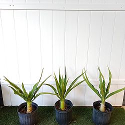 Crinum Lily Crinum Lily