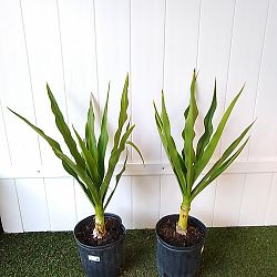 Crinum Lily Crinum Lily